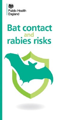 Bat contact and rabies risks